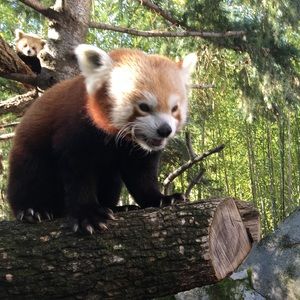 Meet your Posher, Joy